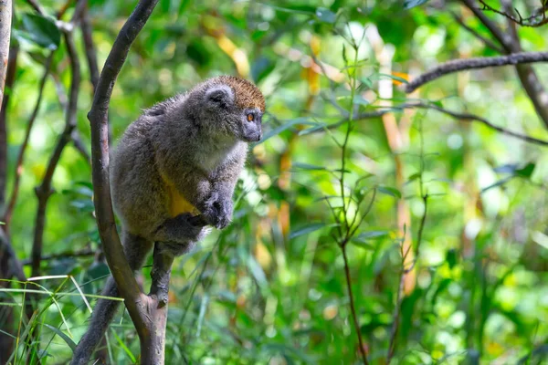 나뭇가지에 대나무 여우원숭이는 방문객을 바라본다 — 스톡 사진