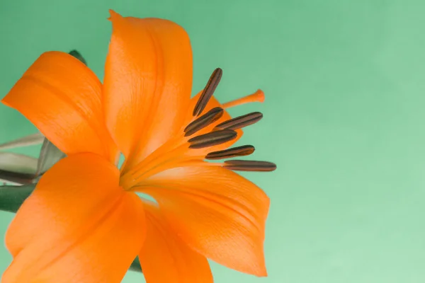 Lilja Orange Blommor Grön Bakgrund — Stockfoto