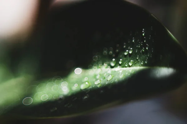 Raindrops Green Leaves Macro Photo — Stockfoto