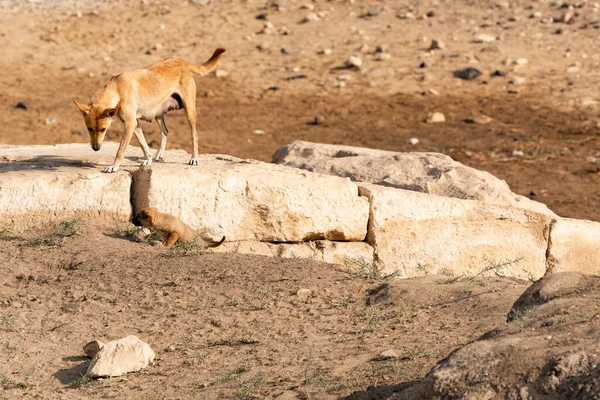 Młody Kangur Zoo — Zdjęcie stockowe