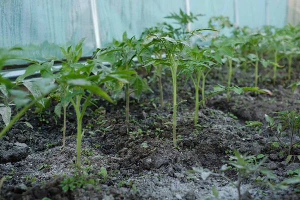 Ökologisch Sauberes Grünzeug Wächst Garten — Stockfoto