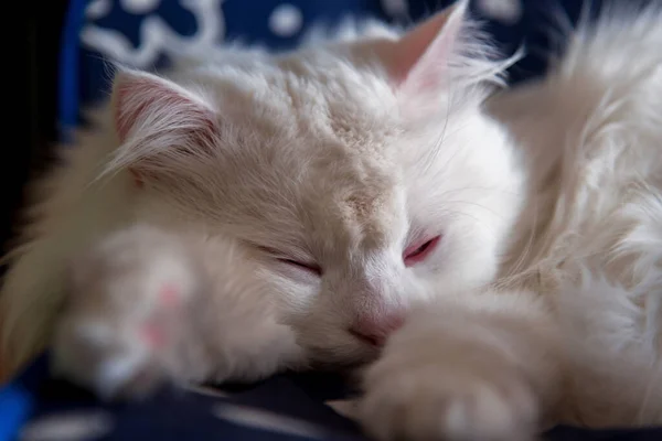 Portret Van Een Mooie Witte Kat Hoe Slapen — Stockfoto