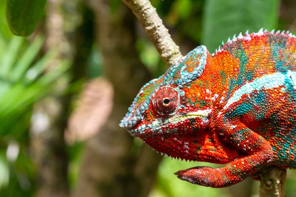 Jeden Barevný Chameleon Větvi Národním Parku Ostrově Madagaskar — Stock fotografie