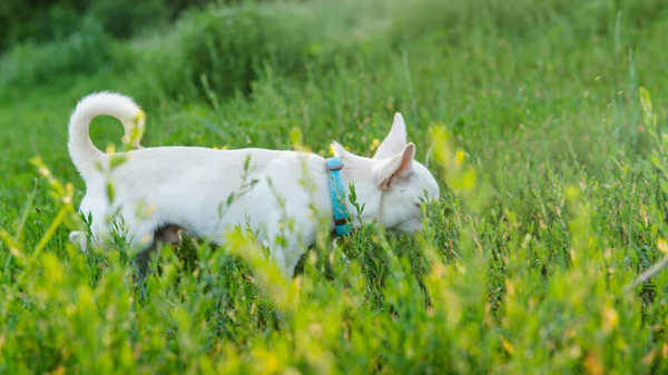 在绿色的草地上散步的雪华犬 — 图库照片