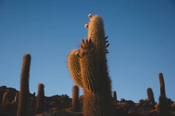 Hermoso Plano Botánico Fondo Pantalla Natural — Foto de Stock