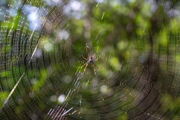 Pavučina Pavoukem Rozmazaným Zeleným Pozadím — Stock fotografie