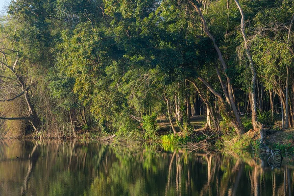 森の中の川の美しい景色 — ストック写真