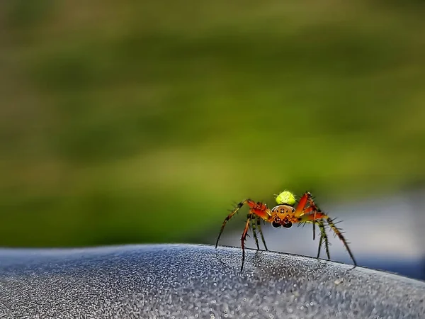 Spider Big Eyes Yellow Abdomen Steering Wheel Close Dangerous Fearful — Stock Photo, Image