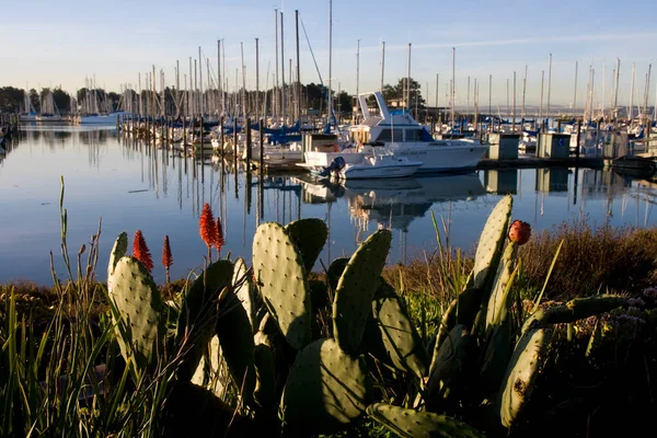 Barche Yacht Attraccati Berkeley California Marina — Foto Stock