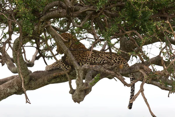 Leopardo Asentado Cómodamente Entre Las Ramas Árbol Para Descansar — Foto de Stock