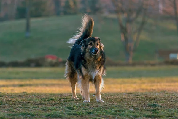 Prachtige Grote Hond Een Park — Stockfoto