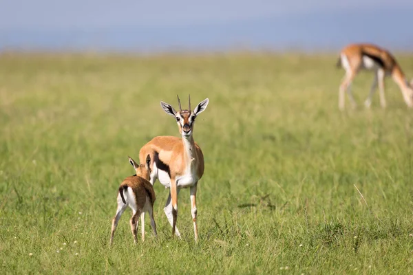 Gazelas Thomson Meio Uma Paisagem Gramada Savana Queniana — Fotografia de Stock