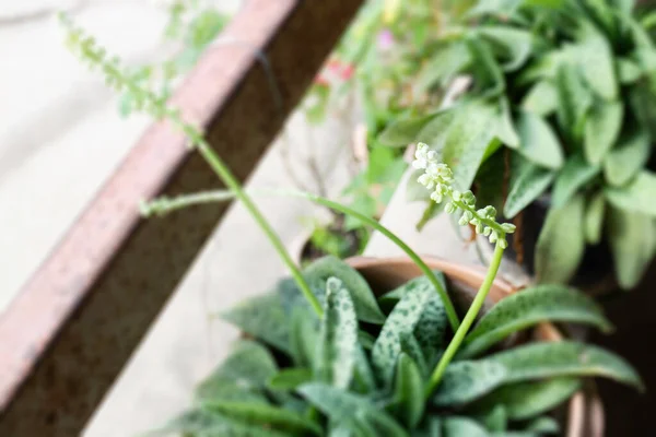 Tropical Green Leaves Plant Pot Stock Photo — 스톡 사진