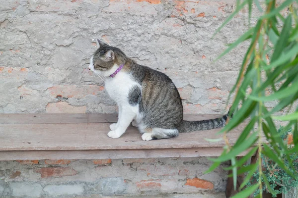 Kot Domowy Schłodzony Zabytkowym Ogrodzie Fotografia — Zdjęcie stockowe