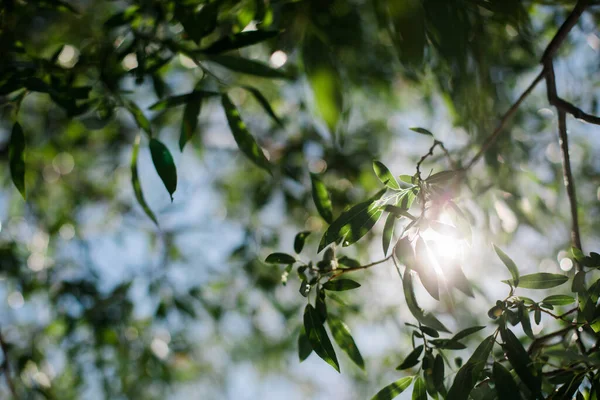 Крупним Планом Зелене Листя Дереві — стокове фото