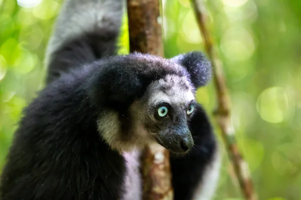 Ein Indri Lemur Baum Beobachtet Die Parkbesucher — Stockfoto