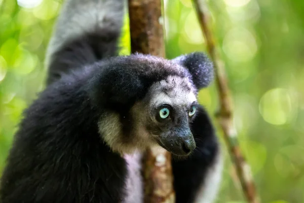 Lémurien Indri Sur Arbre Regarde Les Visiteurs Parc — Photo