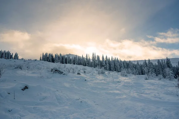 落日的雪景 保加利亚冬季冰冻的树木 — 图库照片