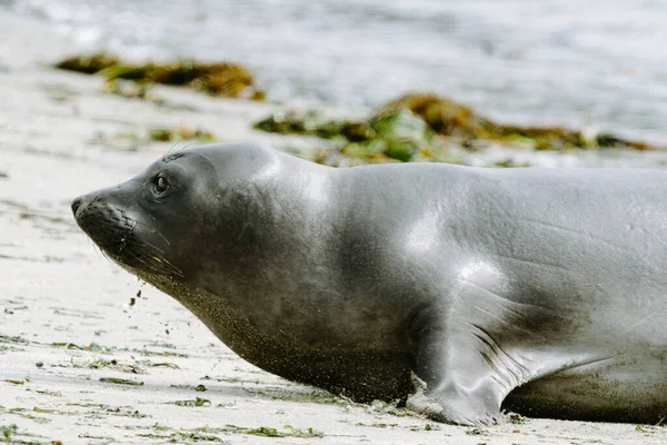 Lobo Marino Playa —  Fotos de Stock