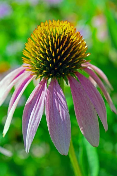 Vackra Blommor Blommigt Koncept Bakgrund — Stockfoto