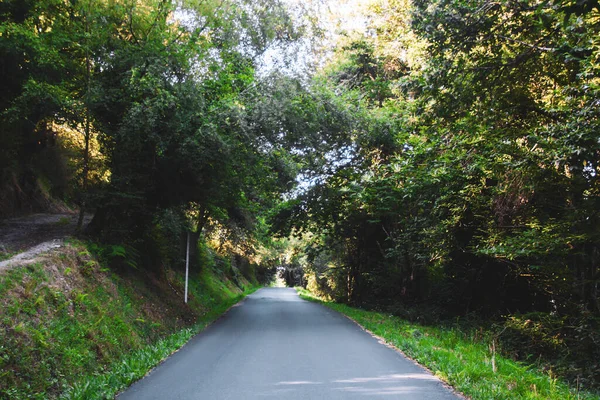 Camino Bosque — Foto de Stock