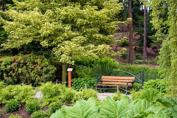 Lege Bank Natuur Stoel Park Tuin Buurt Van Struiken Groene — Stockfoto