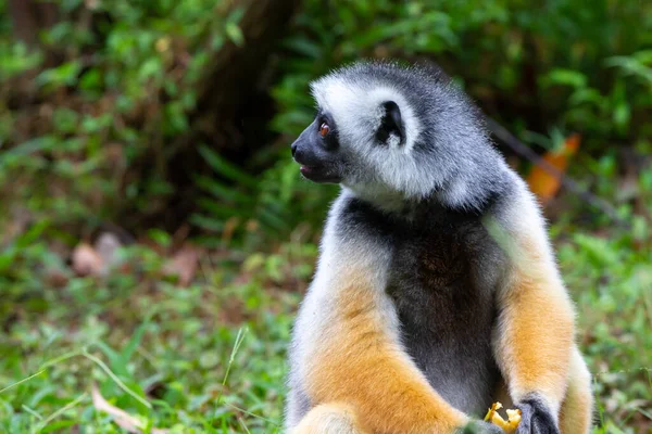 One Diademed Sifaka Its Natural Environment Rainforest Island Madagascar — Stock Photo, Image