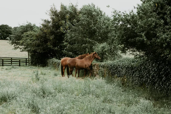 Caballos Campo Hierba Verde Fondo Naturaleza —  Fotos de Stock