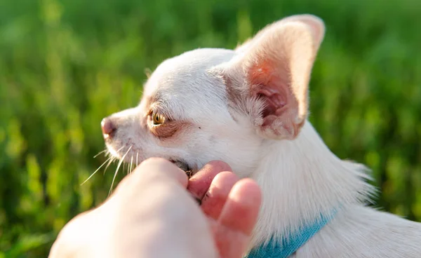 Weißer Welpe Chihuahua Hund Beim Gassigehen Auf Einer Grünen Wiese — Stockfoto