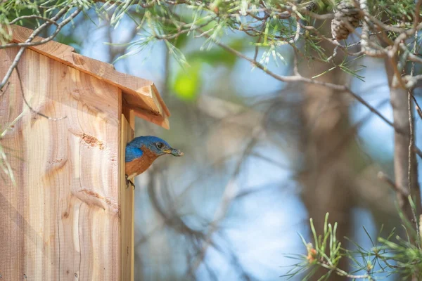 Bluebird Nettoyage Maison Oiseaux — Photo