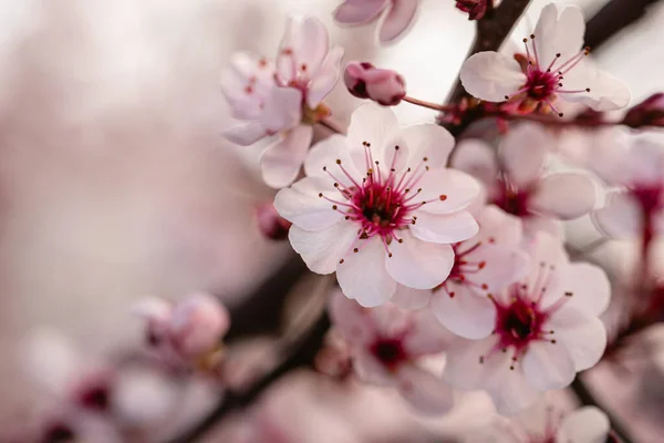 Appelboom Bloeit Het Voorjaar — Stockfoto