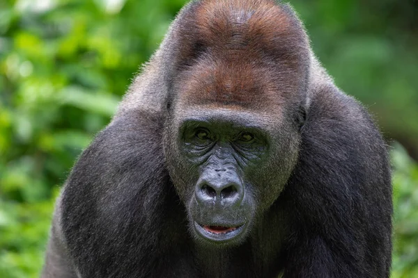 Közel Egy Gorilla Állatkertben — Stock Fotó
