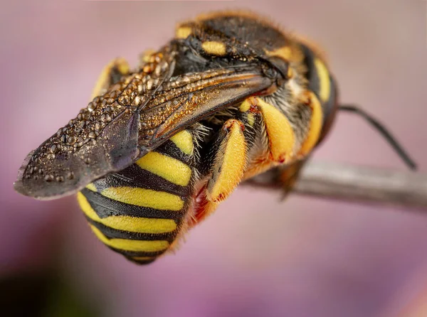 Bir Çiçeğin Üzerindeki Eşek Arısının Makro Fotoğrafı — Stok fotoğraf