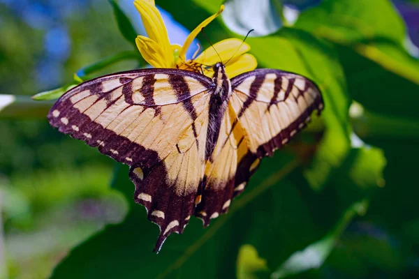 Borboleta Uma Flor — Fotografia de Stock