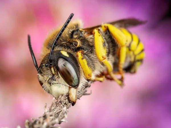 Männchen Der Biene Trachusa Interrupta Schläft Und Beißt Einen Kleinen — Stockfoto