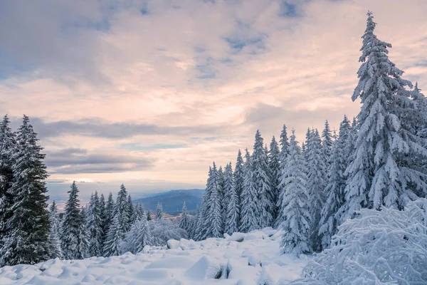 Snowy Krajobraz Zachodzie Słońca Zamarznięte Drzewa Zimą Bułgarii — Zdjęcie stockowe