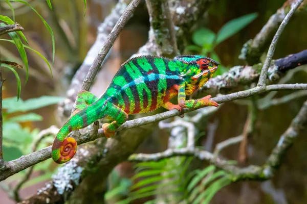 Jeden Chameleon Pohybuje Podél Větve Deštném Pralese Madagaskaru — Stock fotografie