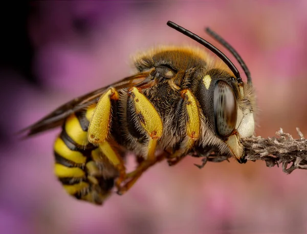 Männchen Der Biene Trachusa Interrupta Schläft Und Beißt Einen Kleinen — Stockfoto