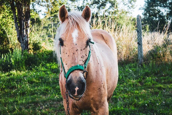 Beautiful Horse Meadow — Stock Photo, Image