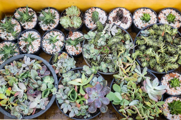 ウィンドウショッピングのサボテン植物ポット ストックフォト — ストック写真