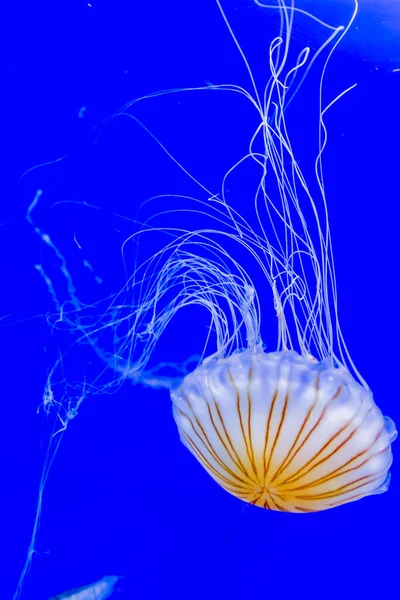 Beautiful Jellyfish Floating Aquarium Water — Stock Photo, Image