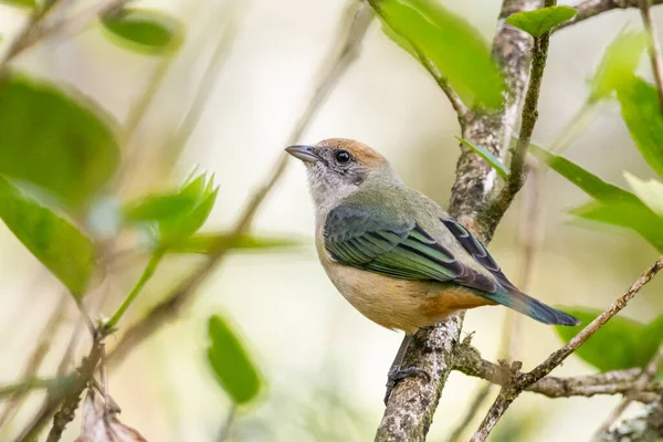 Bellissimo Uccello Bruno Arancione Nella Vegetazione Della Foresta Pluviale Atlantica — Foto Stock
