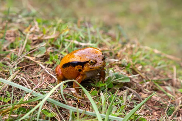 Een Grote Oranje Kikker Zit Het Gras — Stockfoto