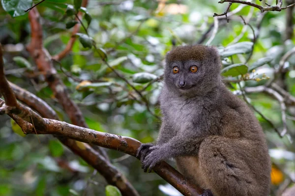 Jeden Mały Lemur Gałęzi Drzewa Lesie Deszczowym — Zdjęcie stockowe