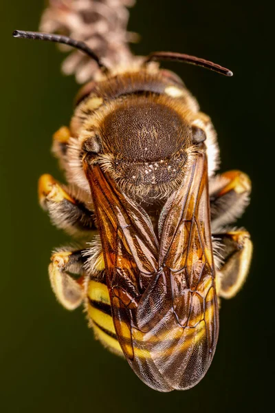 Varón Trachusa Interrumpe Abeja Durmiendo Mordiendo Una Pequeña Rama —  Fotos de Stock