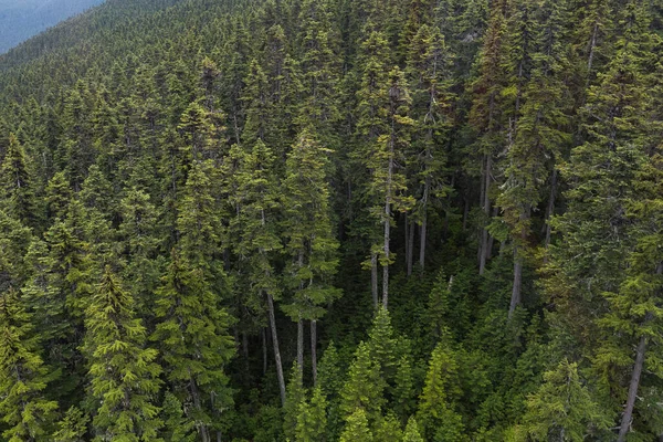 Erstaunliche Luftaufnahme Grüner Nadelbäume Die Wald Hang Des Berges Whistler — Stockfoto