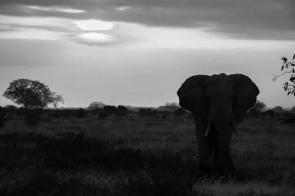 日没時にサバンナに立っている象のリスト ロイヤリティフリーのストック画像