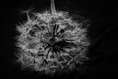 Siyah arkaplanda karahindiba çiçeği