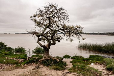 Sudaki bir ağacın güzel bir görüntüsü.