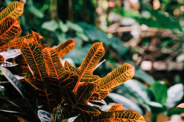 Tropikal yapraklar, bitki örtüsü ve yapraklar